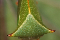 Une cicadelle-bison (Homoptre - Membracidae - Stictocephala bisonia)